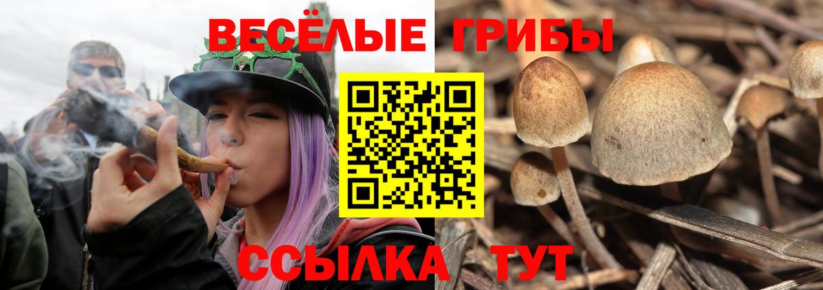 Галлюциногенные грибы Psilocybe Можга